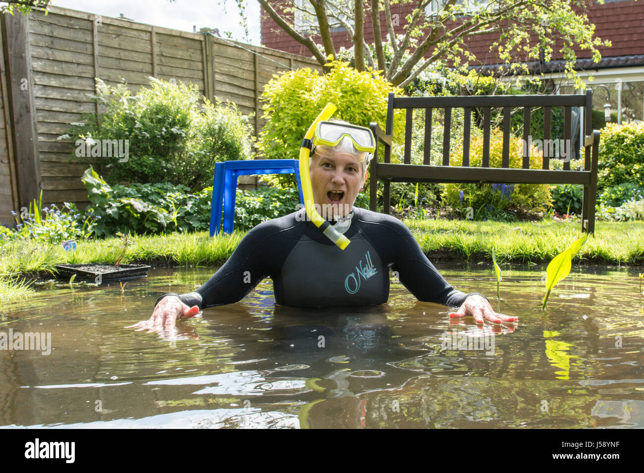 Mature woman having fun wearing wetsuit, goggles, snorkel, in small garden pond, moving pond plants. Having a laugh. Just for fun. As a joke. UK. Stock Photo