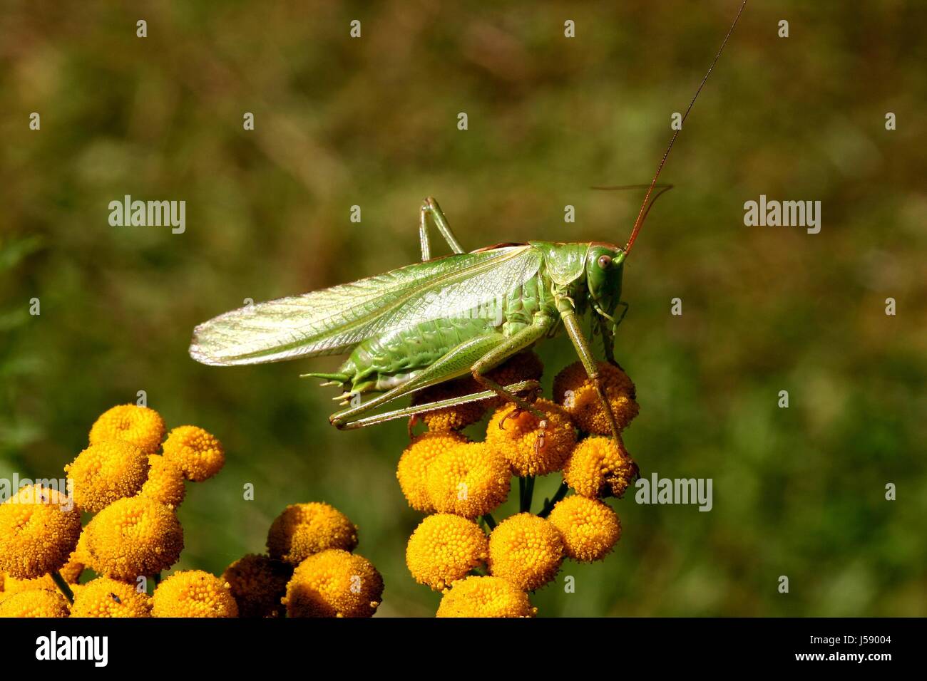 flower plant insects freedom liberty fields meadows