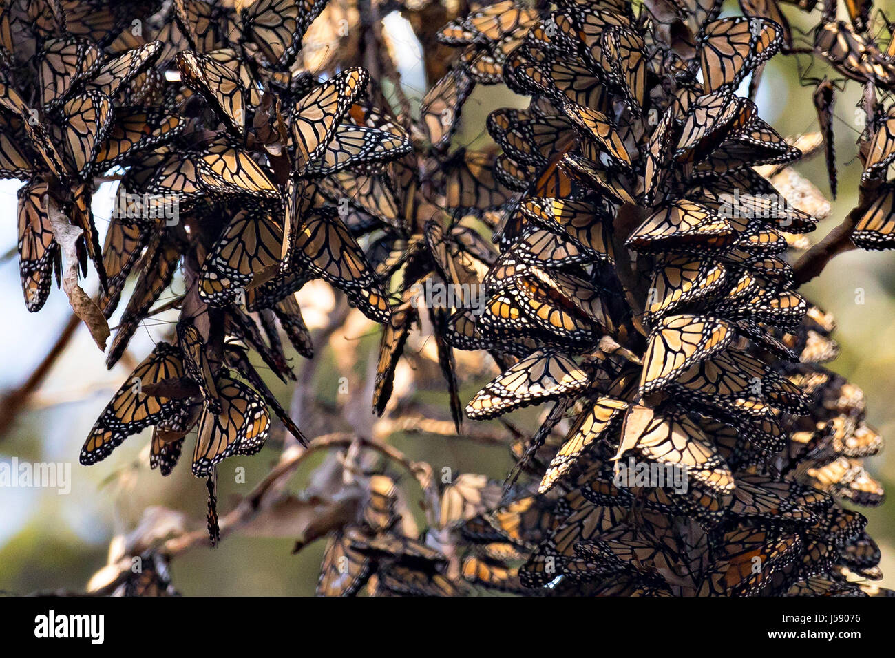 Monarch butterflies hang from tree branch roosting sites while overwintering at the Goleta Butterfly Grove January 5, 2017 in Goleta, California. The butterflies exhibit their underwings when clustered, disguising themselves as dead leaves.    (photo by Lisa Hupp/USFWS  via Planetpix ) Stock Photo