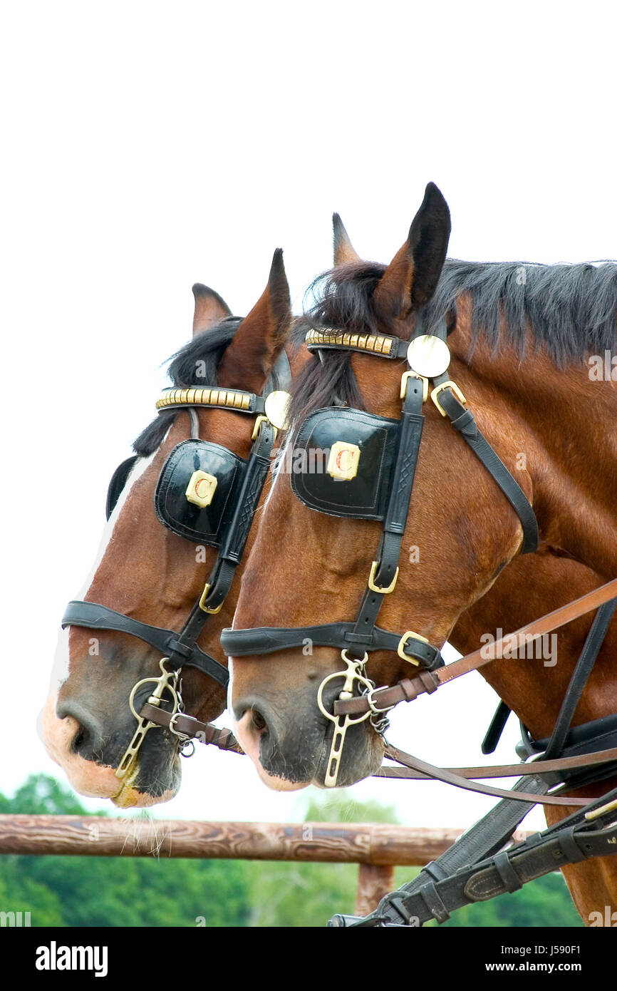 Blinkers horse blinkers hi-res stock photography and images - Alamy