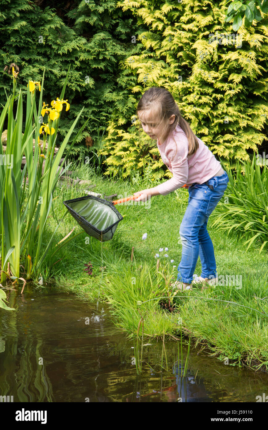 Four year old girl pond dipping, trying to catch tadpoles and other  wildlife in a net, Garden wildlife pond. Sussex, UK. May Stock Photo - Alamy