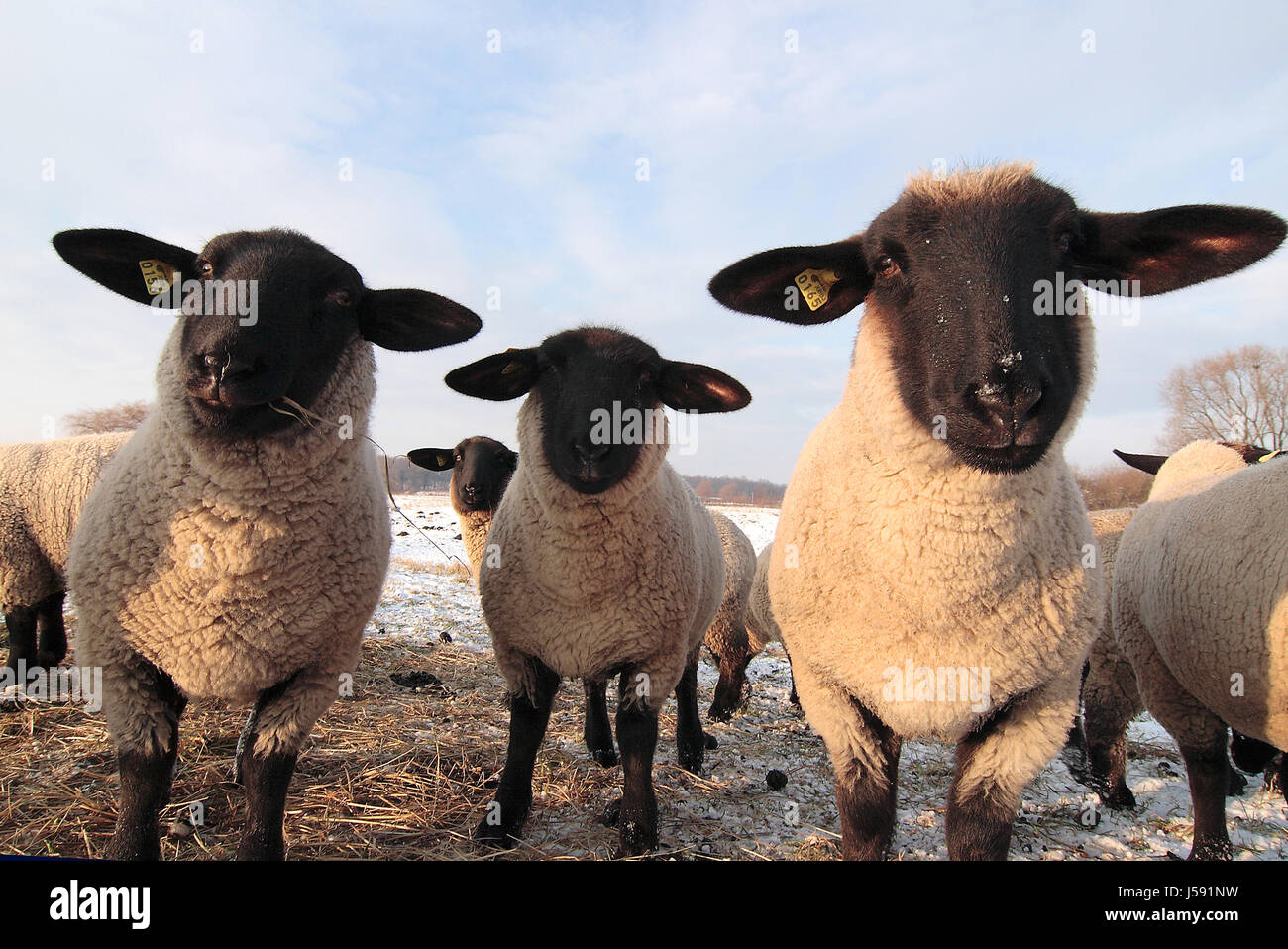 Wool Hay tree trees eyes ears sheep wool hay sheep (pl.) snow meadow grass lawn ...
