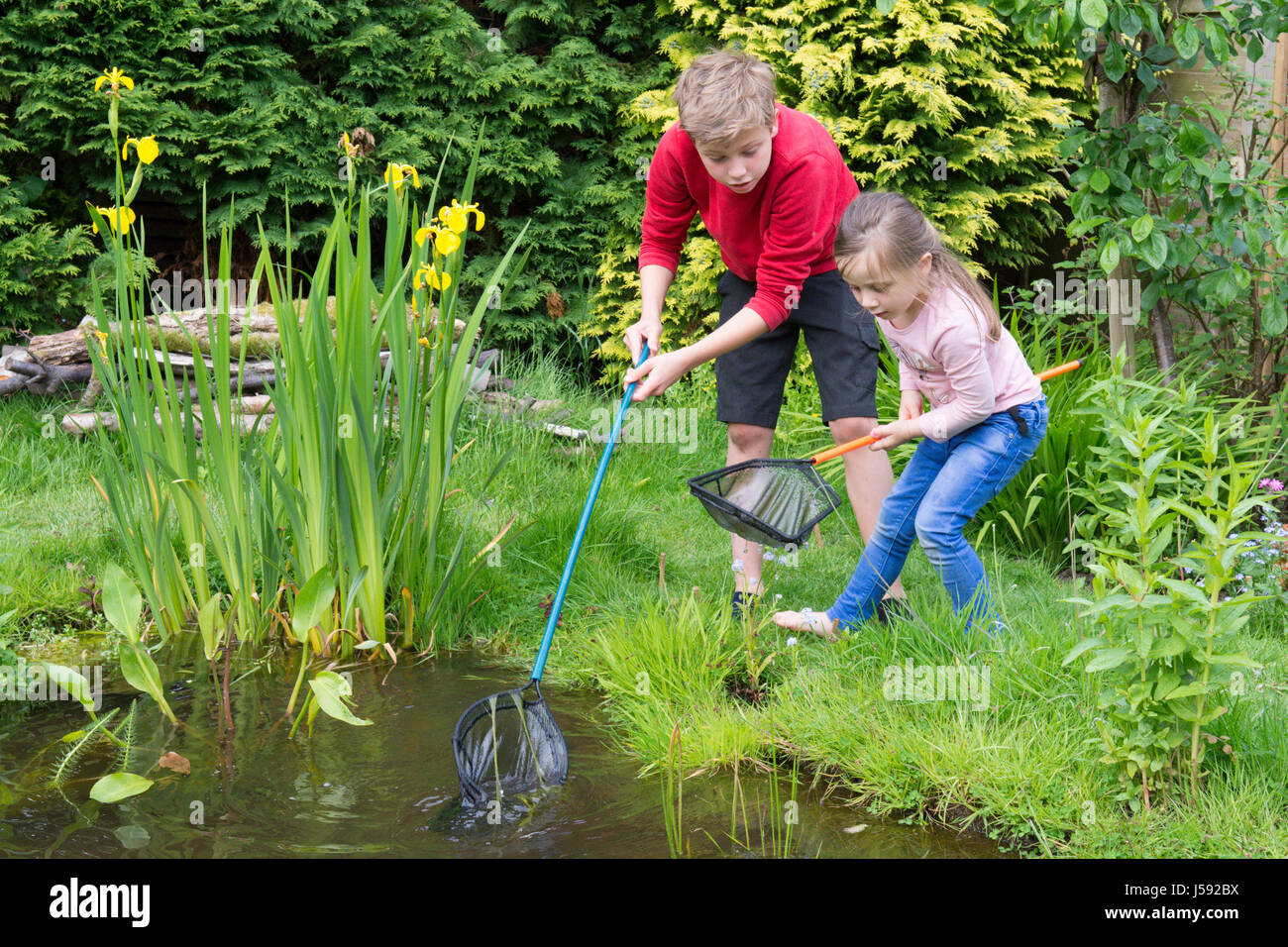 eleven year old boy and four years old girl pond dipping trying to catch tadpoles and other wildlife in a net in a garden pond. Sussex, UK. May. Stock Photo