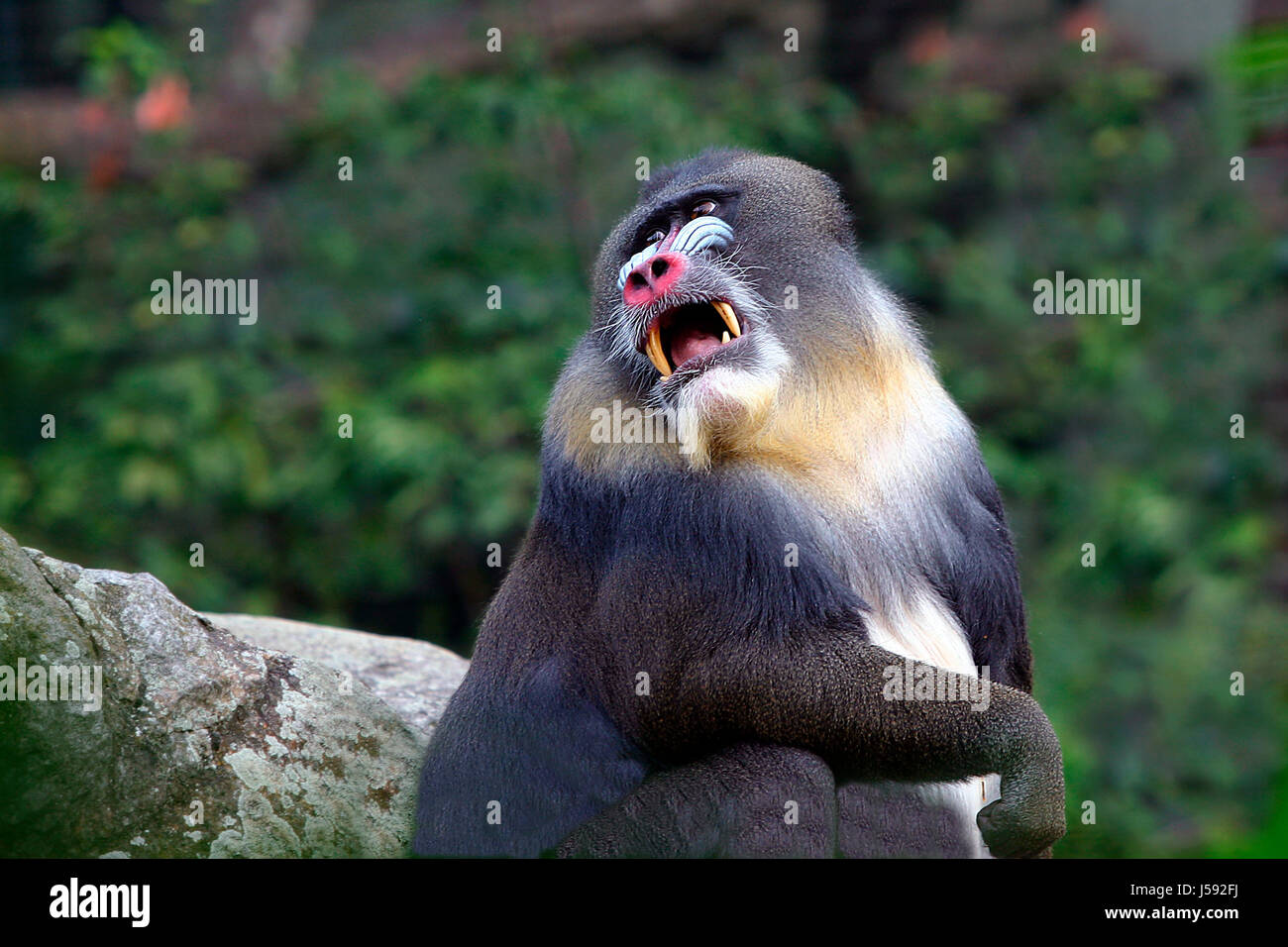 animal monkey human human being mandril dominant forest man nature papio sphinx Stock Photo