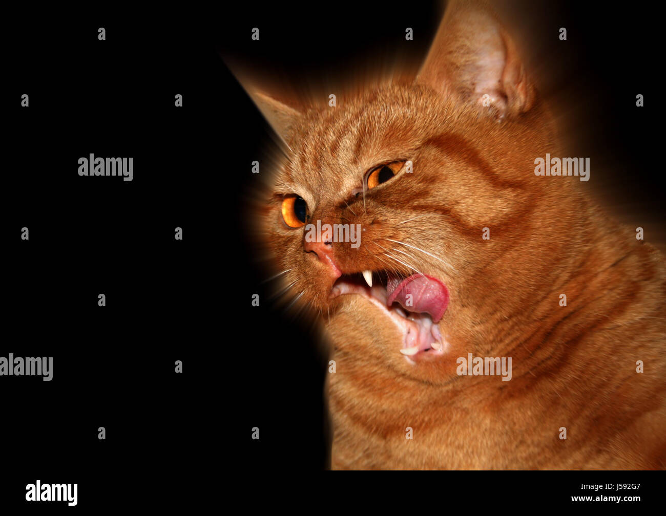 Nibble Furbish Lick Clean Orange Pussycat Cat Domestic Cat Red Britisch Nibble Furbish Lick Clean Orange Pussycat Cat Domestic Cat Red Britisch