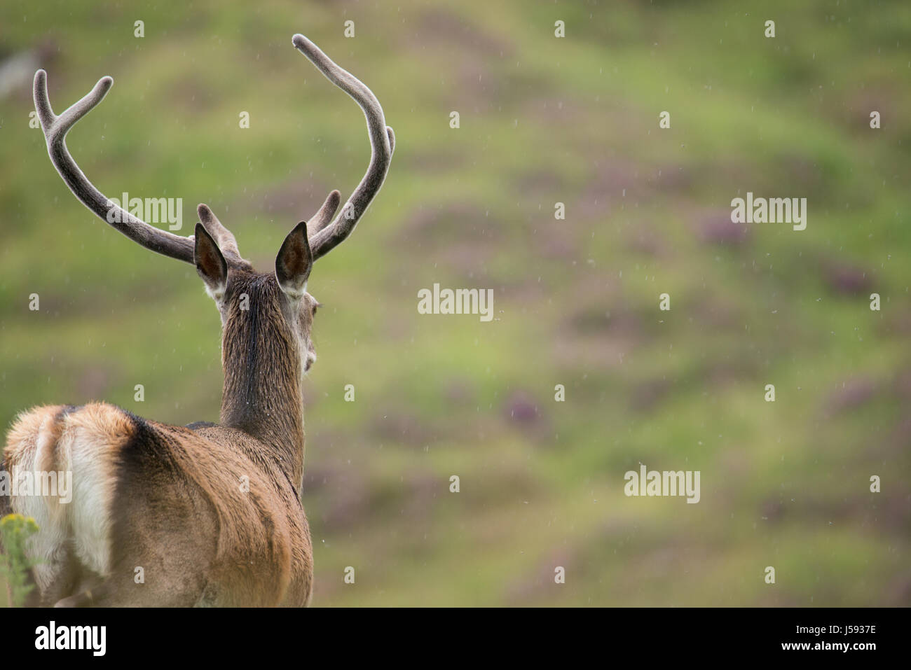 Red deer heather hires stock photography and images Alamy