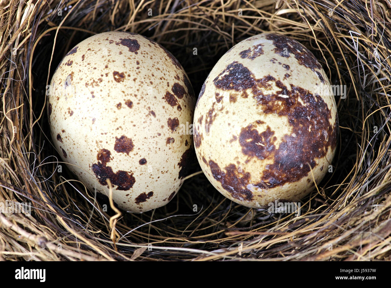 bird nest with two eggs Stock Photo