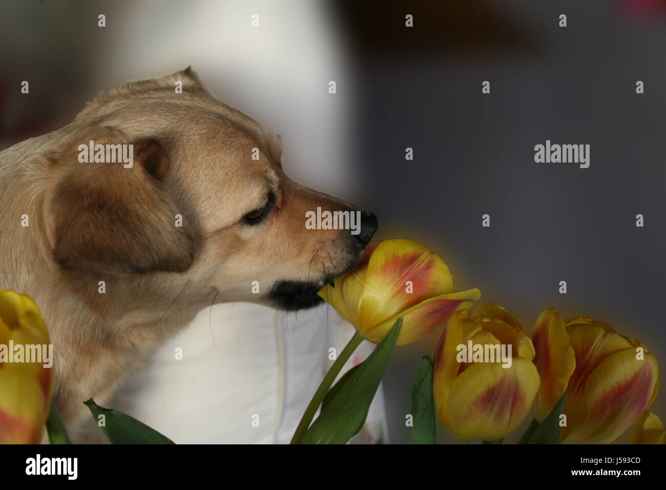 plant flower flowers eyes soft skin dog spring tulips tulip bouquet