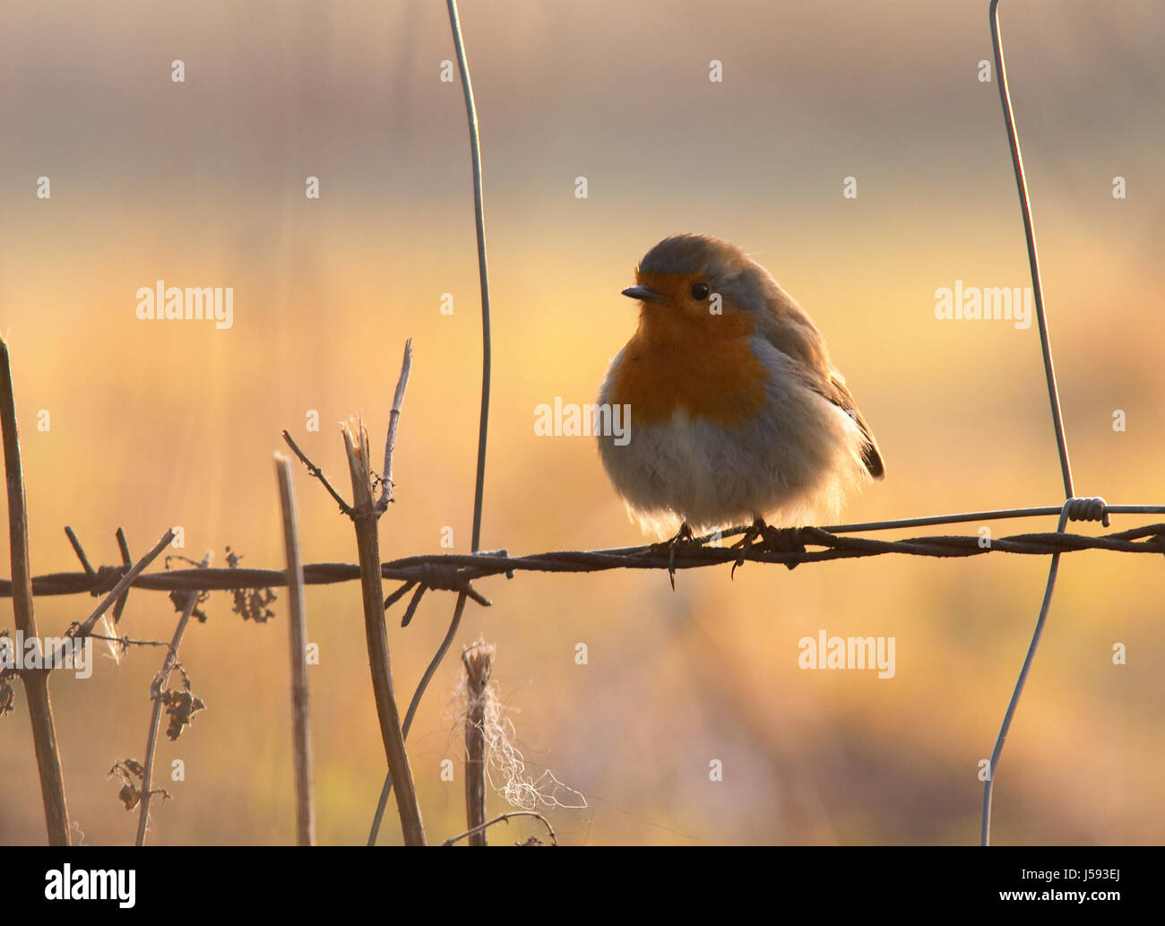 robin in evening backlight Stock Photo - Alamy