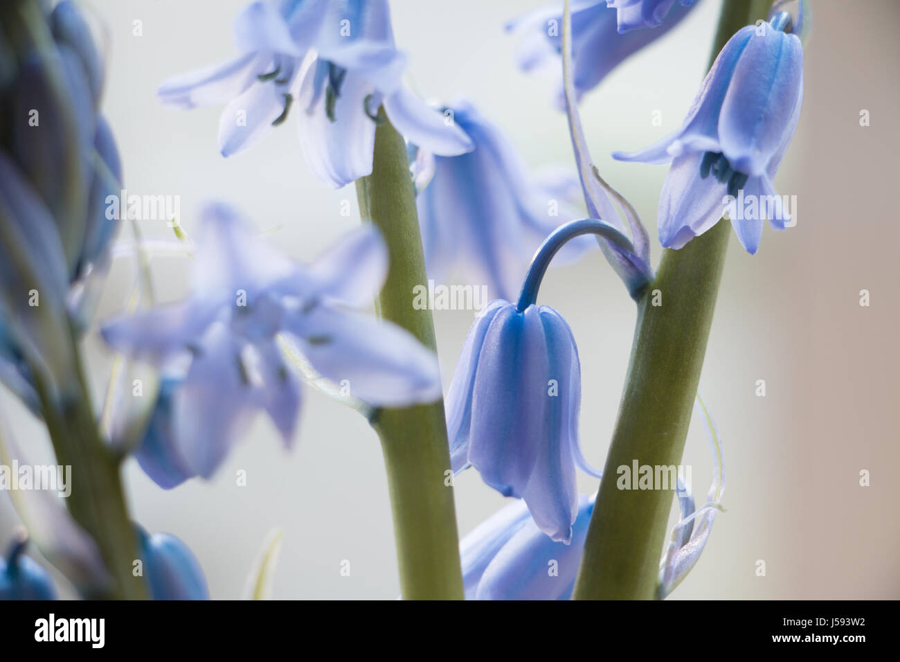Springtime Bluebells, Yorkshire, UK Stock Photo