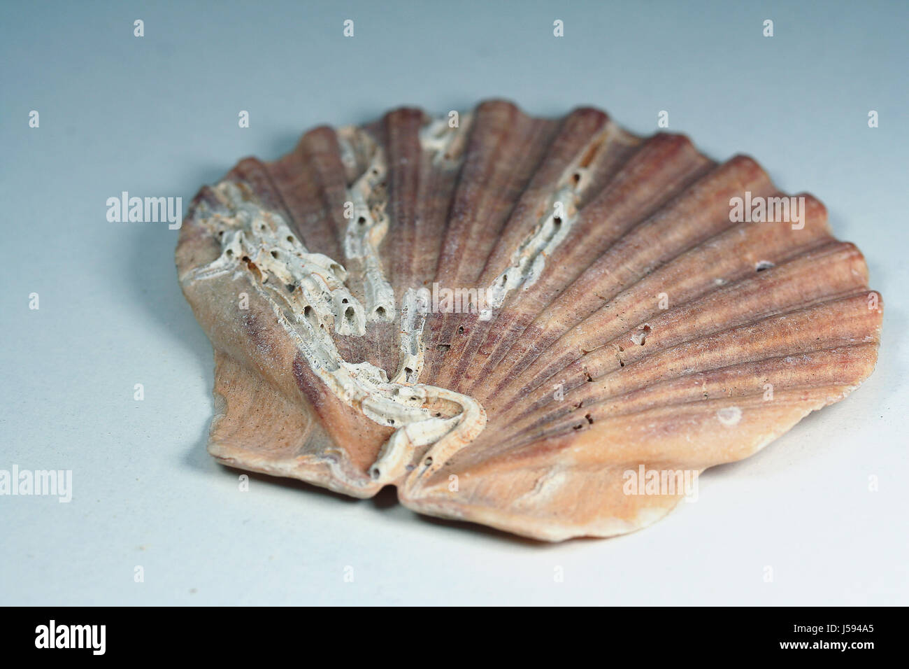 shell subjects Stock Photo