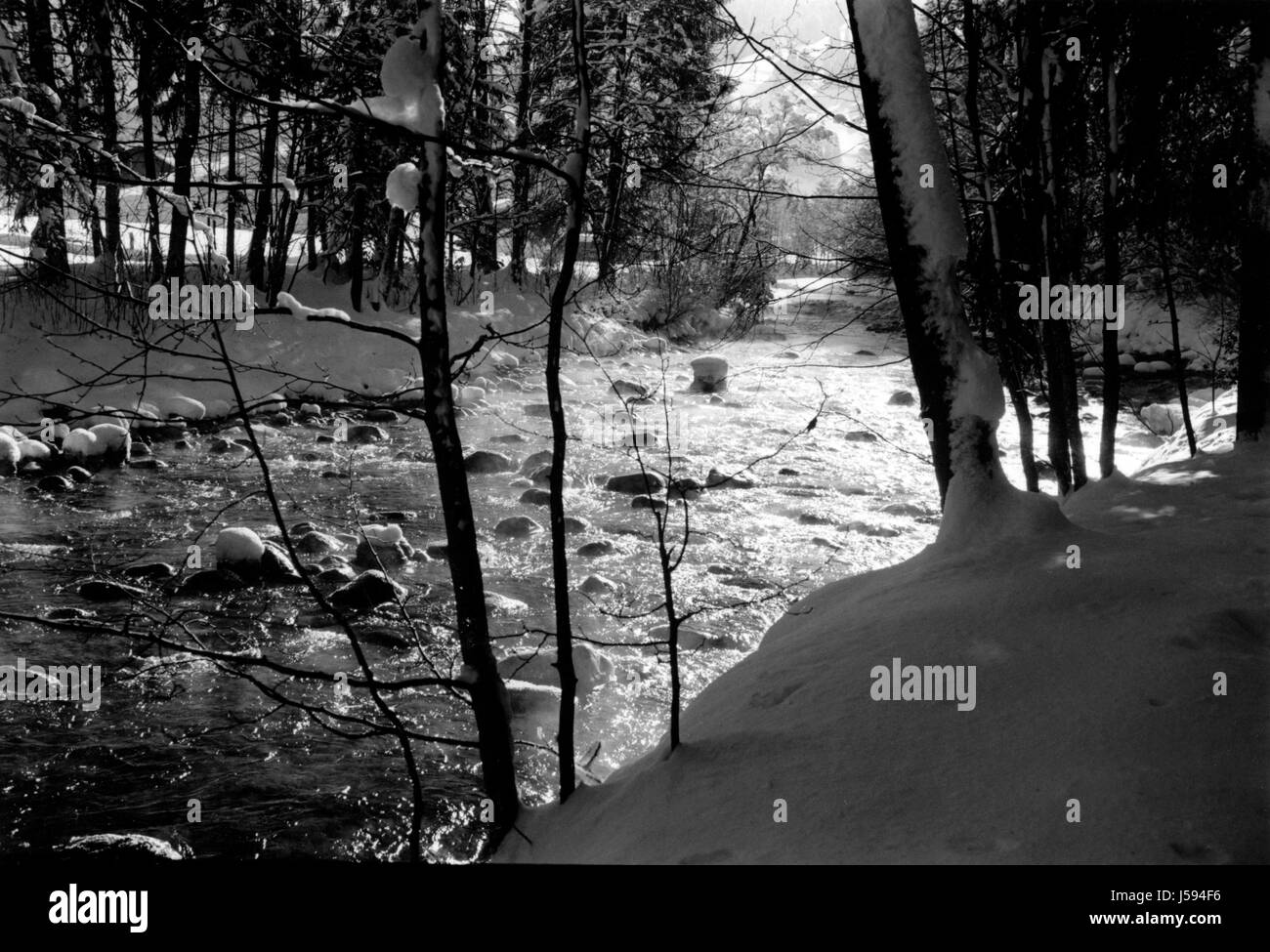 tree trees winter cold bw black swarthy jetblack deep black blank european Stock Photo