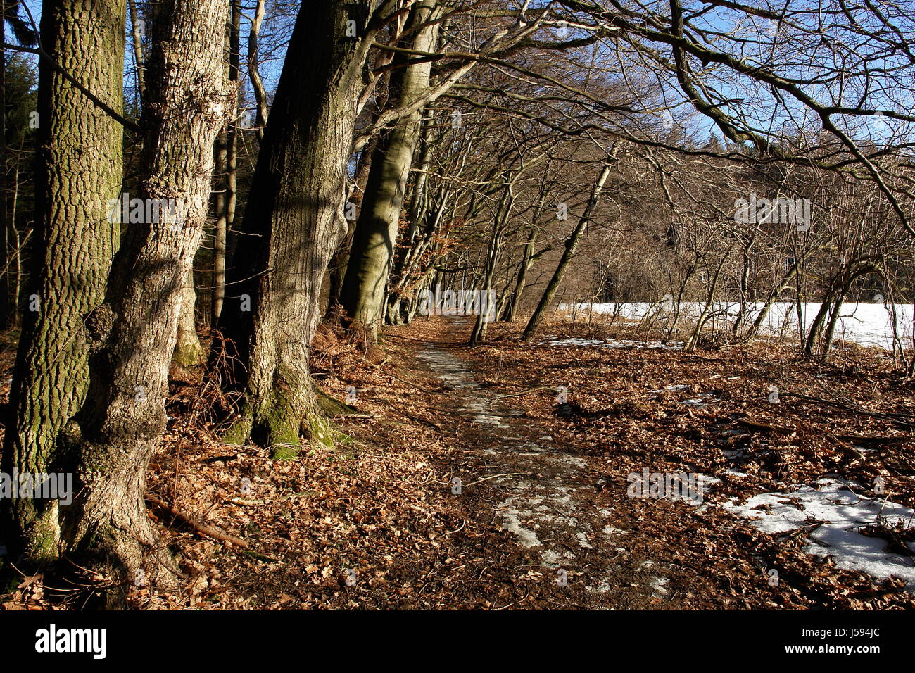book winter bavaria walk beech forest land realty ground scenery countryside Stock Photo