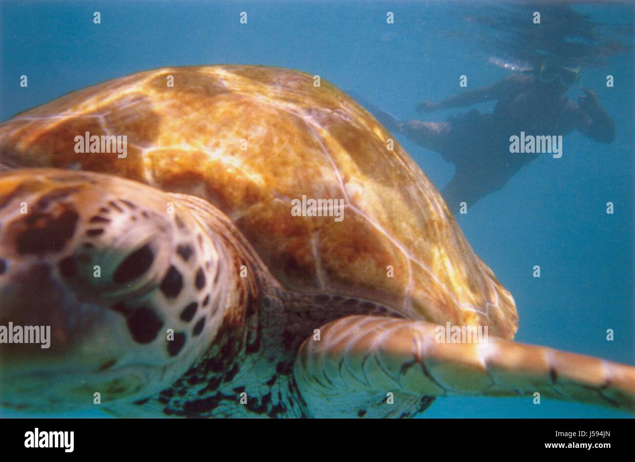 dive snorkel diver meeresschildkrte unter wasser karettschildkrte Stock Photo