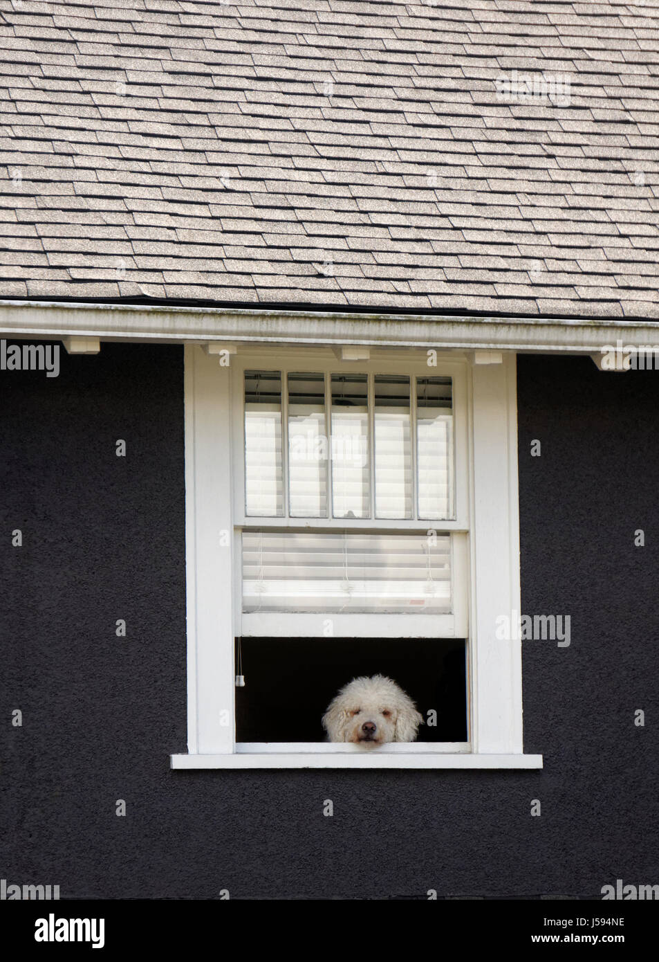 Bored-looking shaggy white dog peering out of the upstairs open window of a house Stock Photo