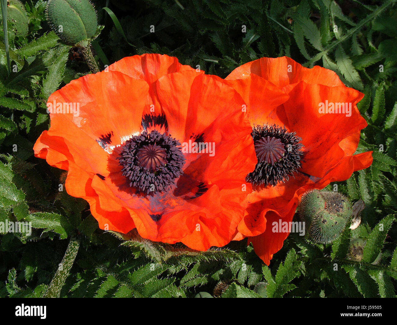 Rhapsodie hi-res stock photography and images - Alamy