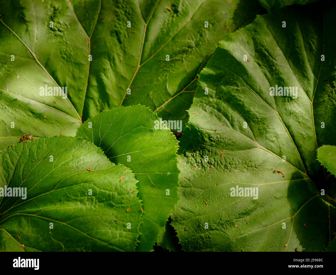 Fuki, butterbur, Petasites japonicus close ups and wider views in a Sussex garden, UK Stock Photo