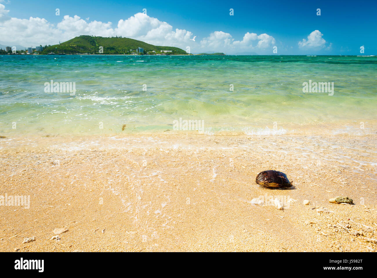 Hot summer beach scene in tropical Noumea, New Caledonia with coconut shell on sand Stock Photo