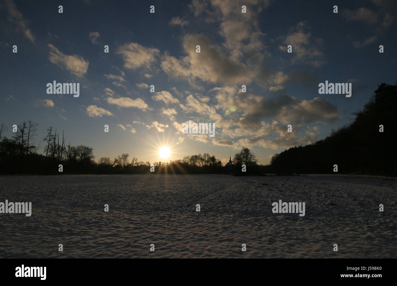 blue tree trees sunset blank european caucasian counter-light ...