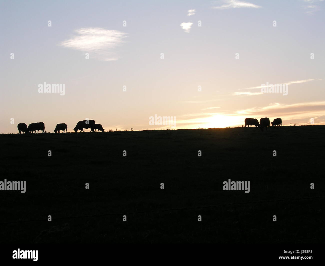 hill sunset black swarthy jetblack deep black mammals eight cows cattle meadow Stock Photo