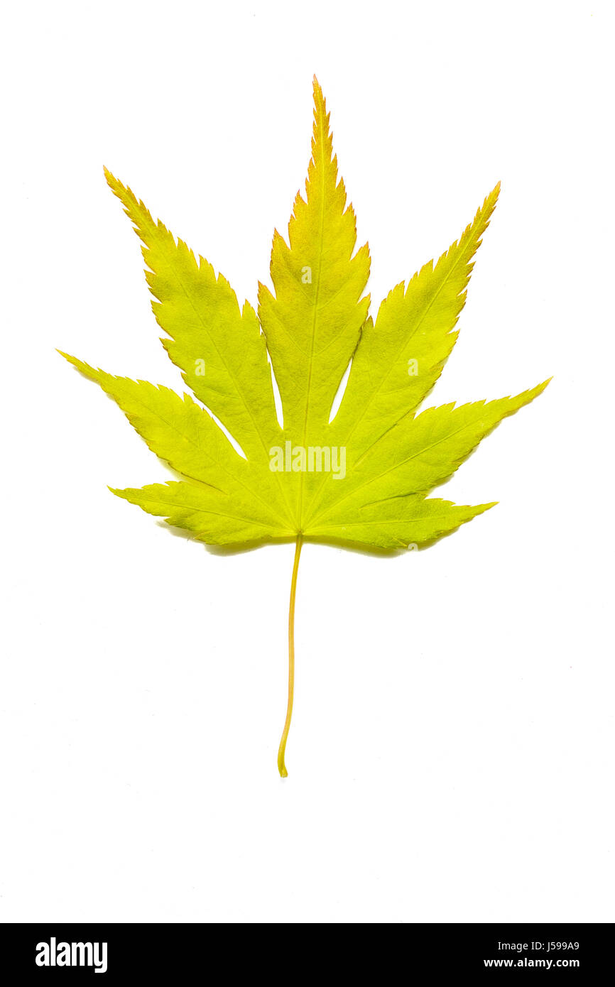 Green and yellow sevenfold leaf of a japanese maple acer tree. Stock Photo