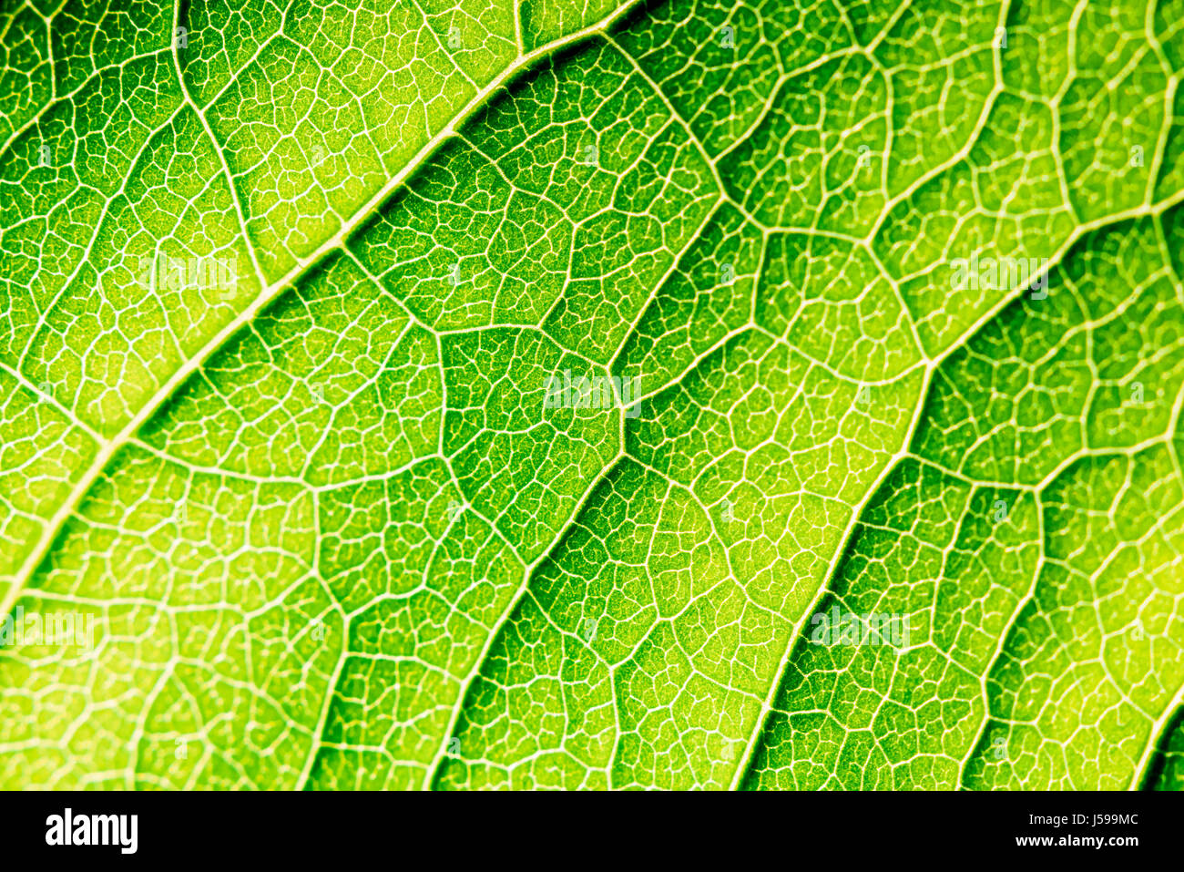 Green Leaf Texture With Visible Stomata Covering The Outer Epidermis Layer Stock Photo