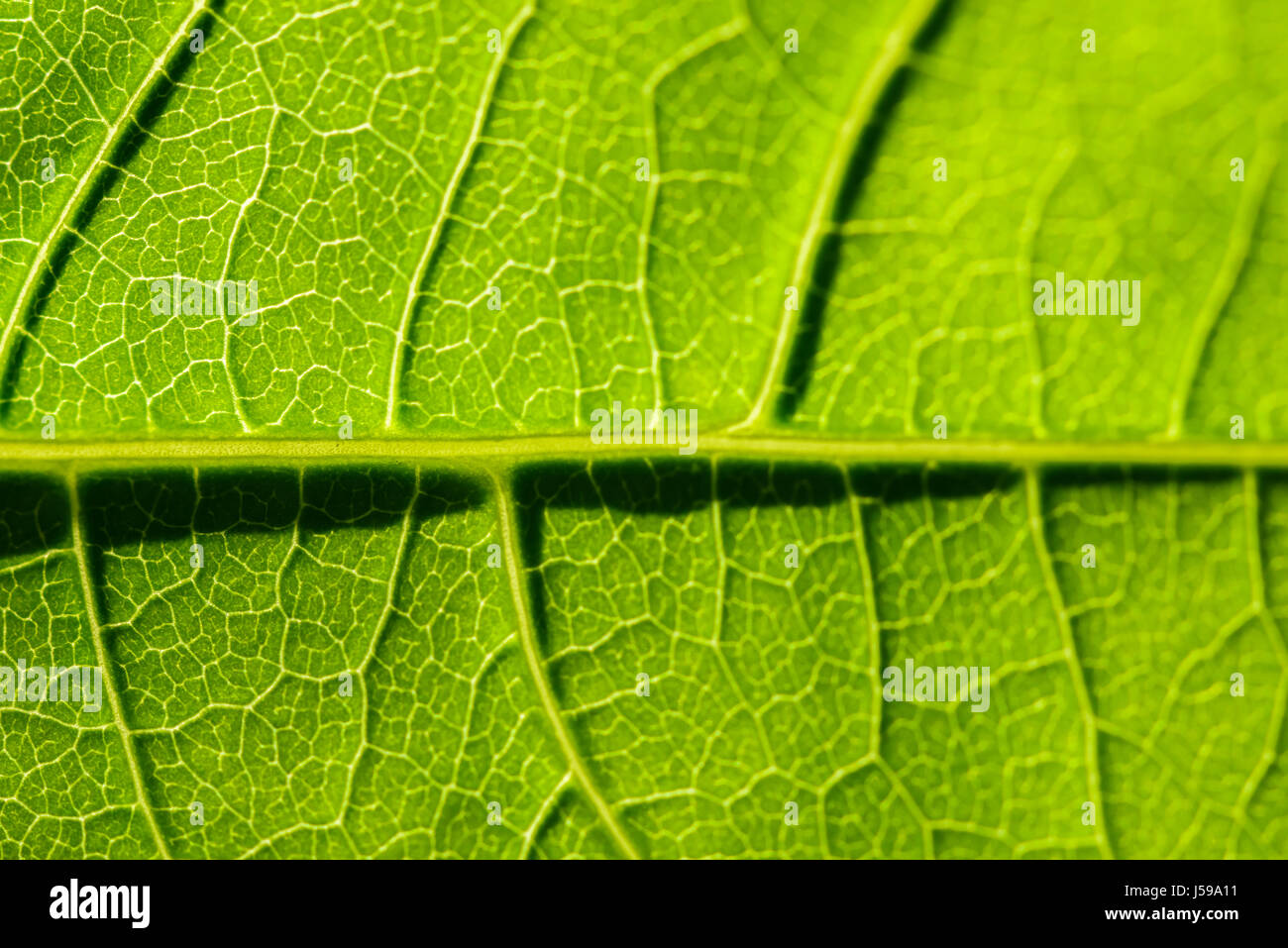 Green Leaf Texture With Visible Stomata Covering The Outer Epidermis Layer Stock Photo