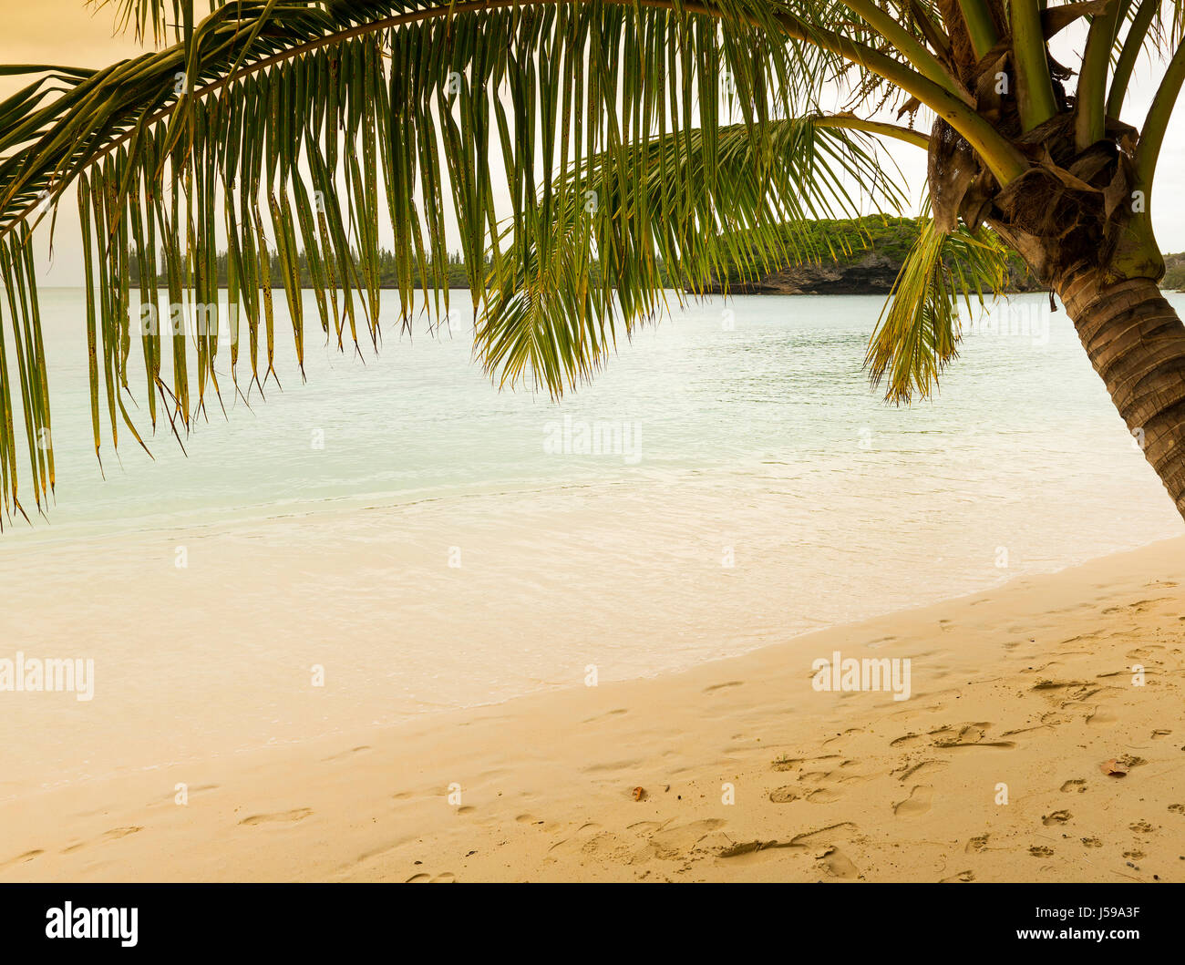 Tropical beach scene with palm tree, sandy beach and clear water Stock Photo