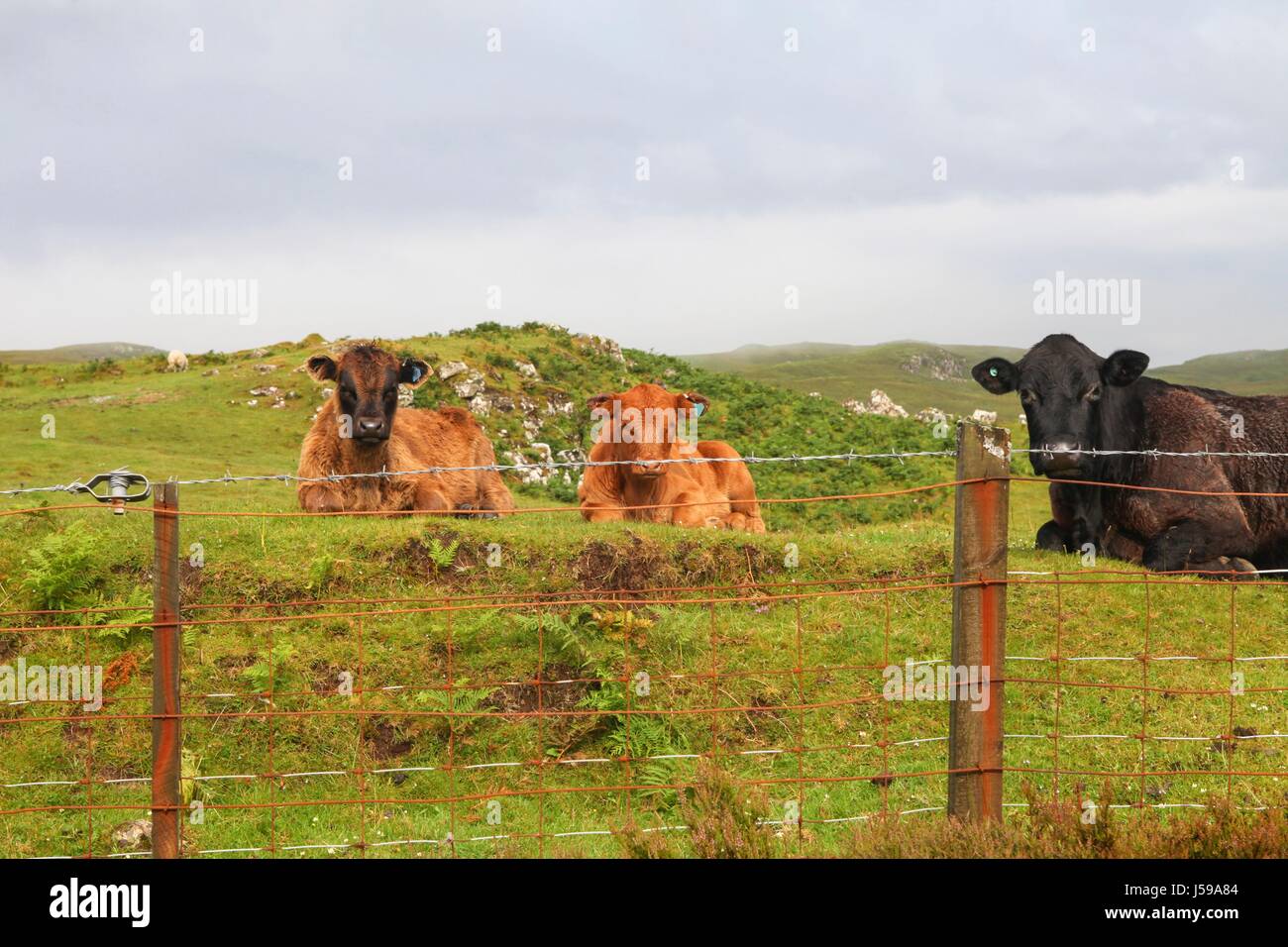 Cattle in scotland behind barbed wire Stock Photo