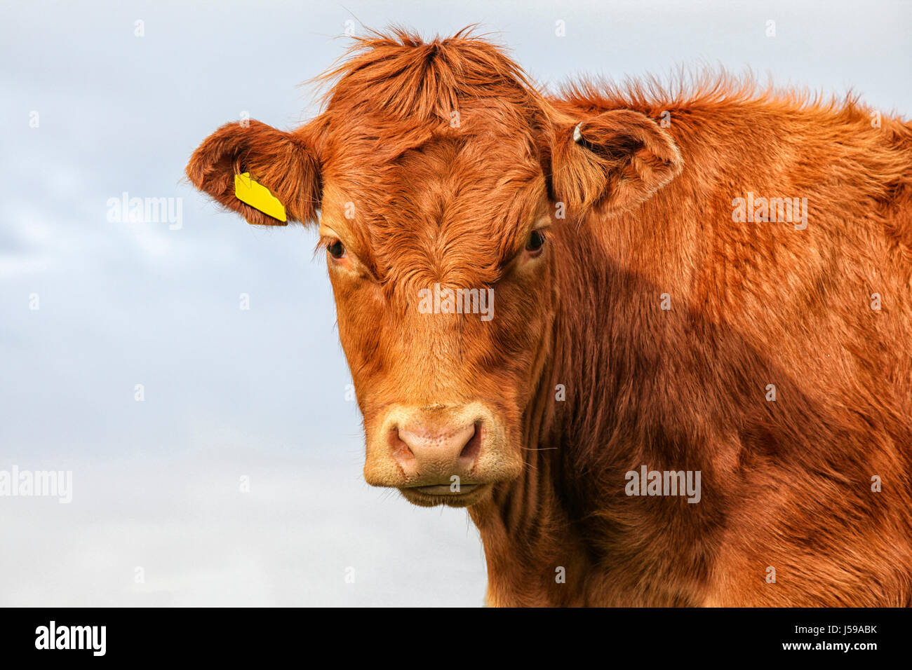 Close up of scottish highlander calf Stock Photo