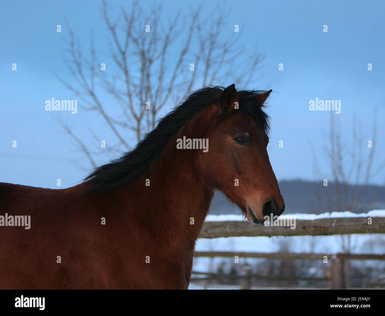 the last photo Stock Photo - Alamy