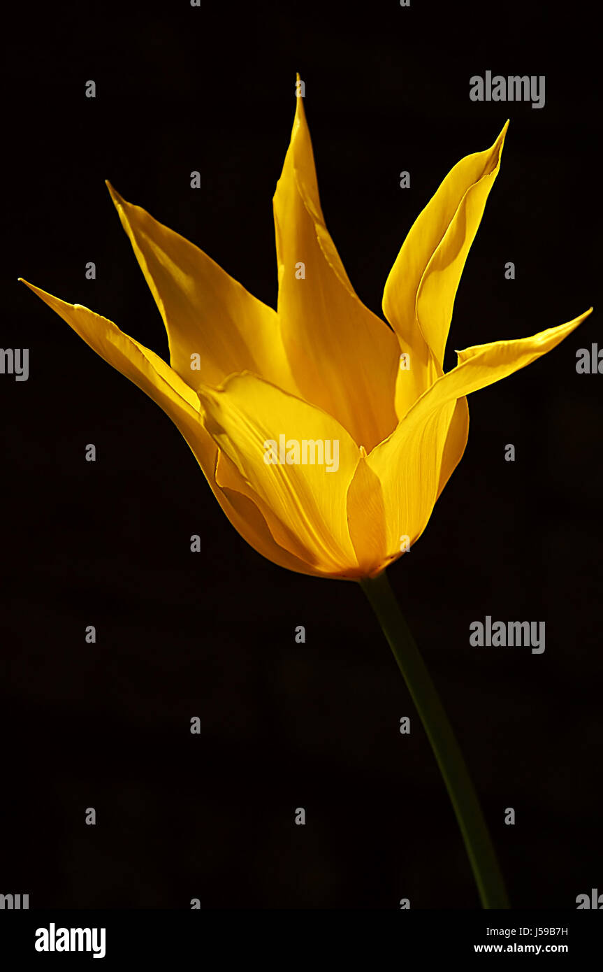 shine shines bright lucent light serene luminous macro close-up macro admission Stock Photo