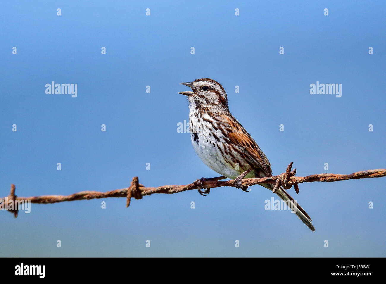 Song sparrow Stock Photo