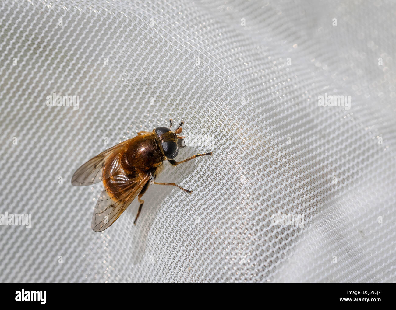 Hoverfly, Cheilosia chrysocoma, female caught in a net for science Stock Photo