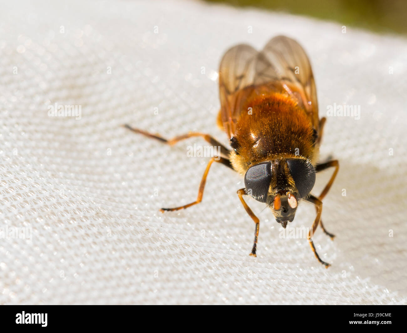 Hoverfly, Cheilosia chrysocoma, female, front view, sitting on a insect net Stock Photo