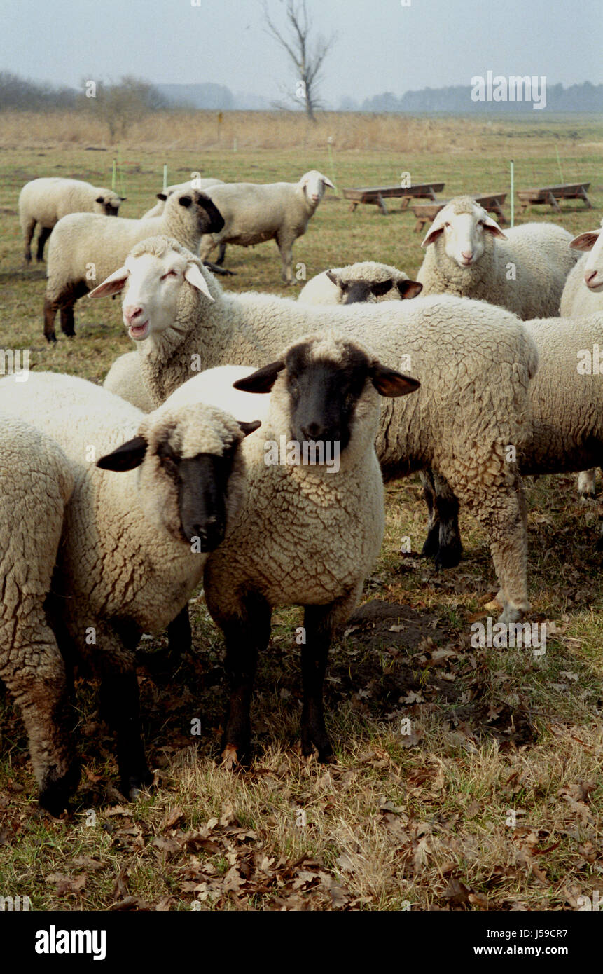 brandenburg sheep farming wool browse sheep (pl.) pastureland mutton ...