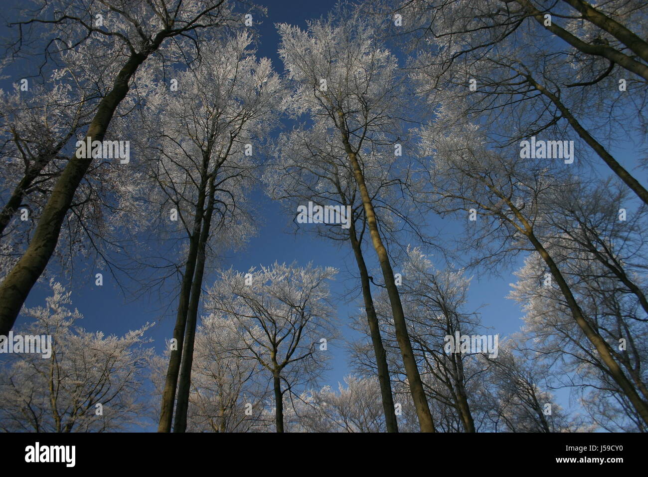 Worms Eye Blue Book Tree Trees Winter Cold Deciduous Trees Blank Stock Photo Alamy