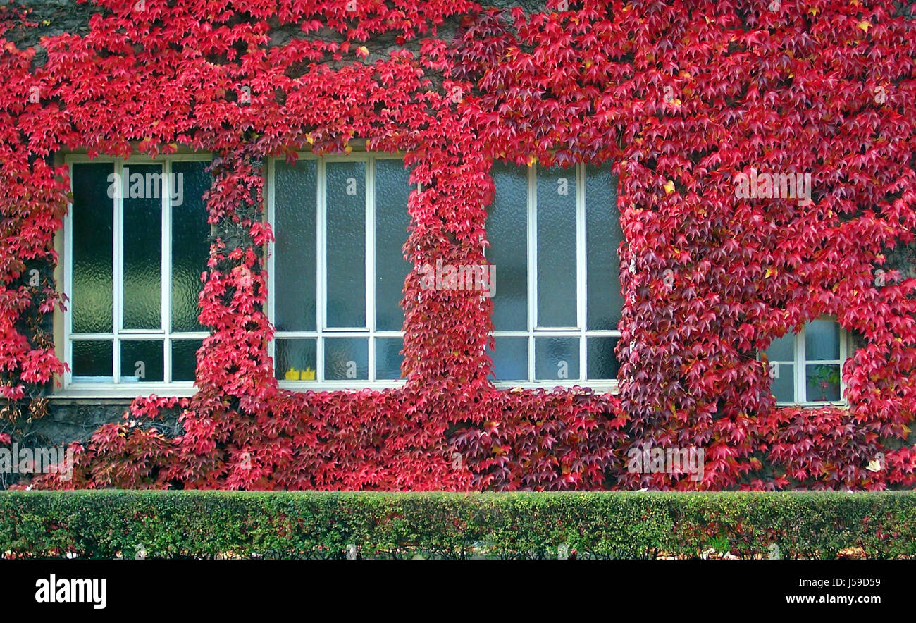 house building green leaves coalesce facade autumn foliage accreted red foliage Stock Photo