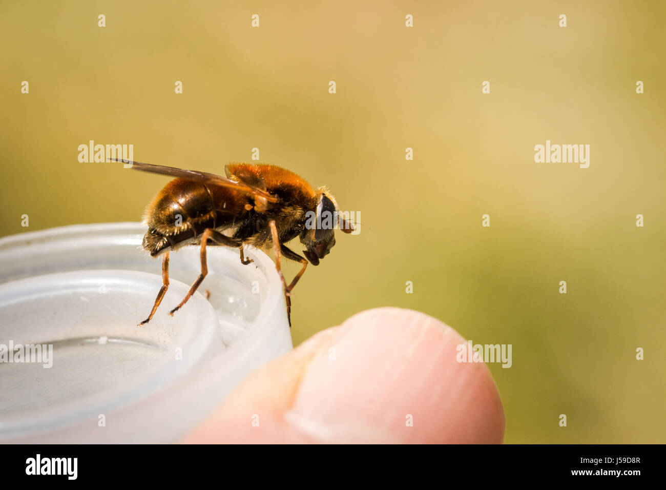 Hoverfly, Cheilosia chrysocoma, female, sitting on a plastic cover Stock Photo