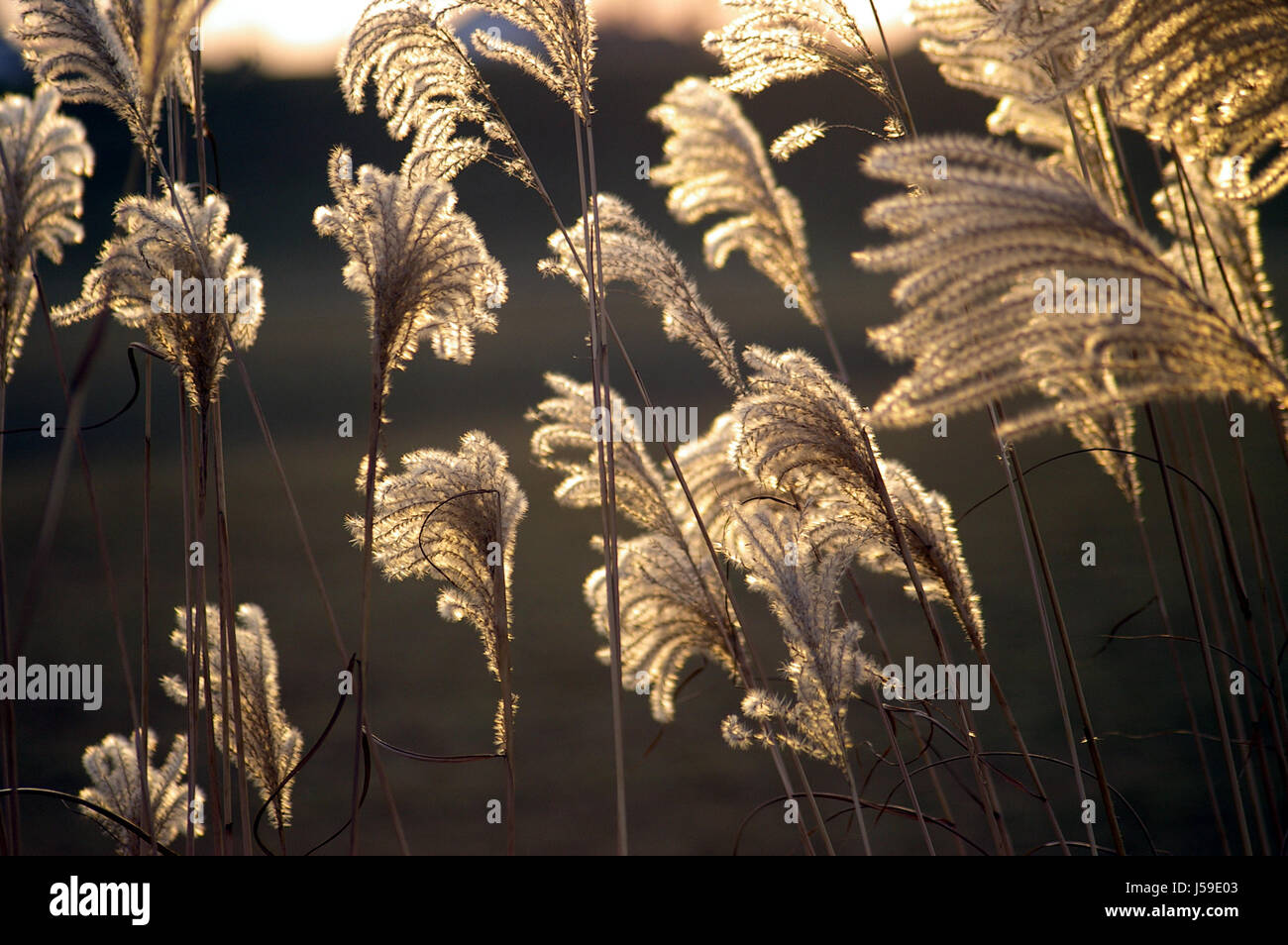 Garden Counter Light Sperm Evening Light Dry Dried Up Barren Withers