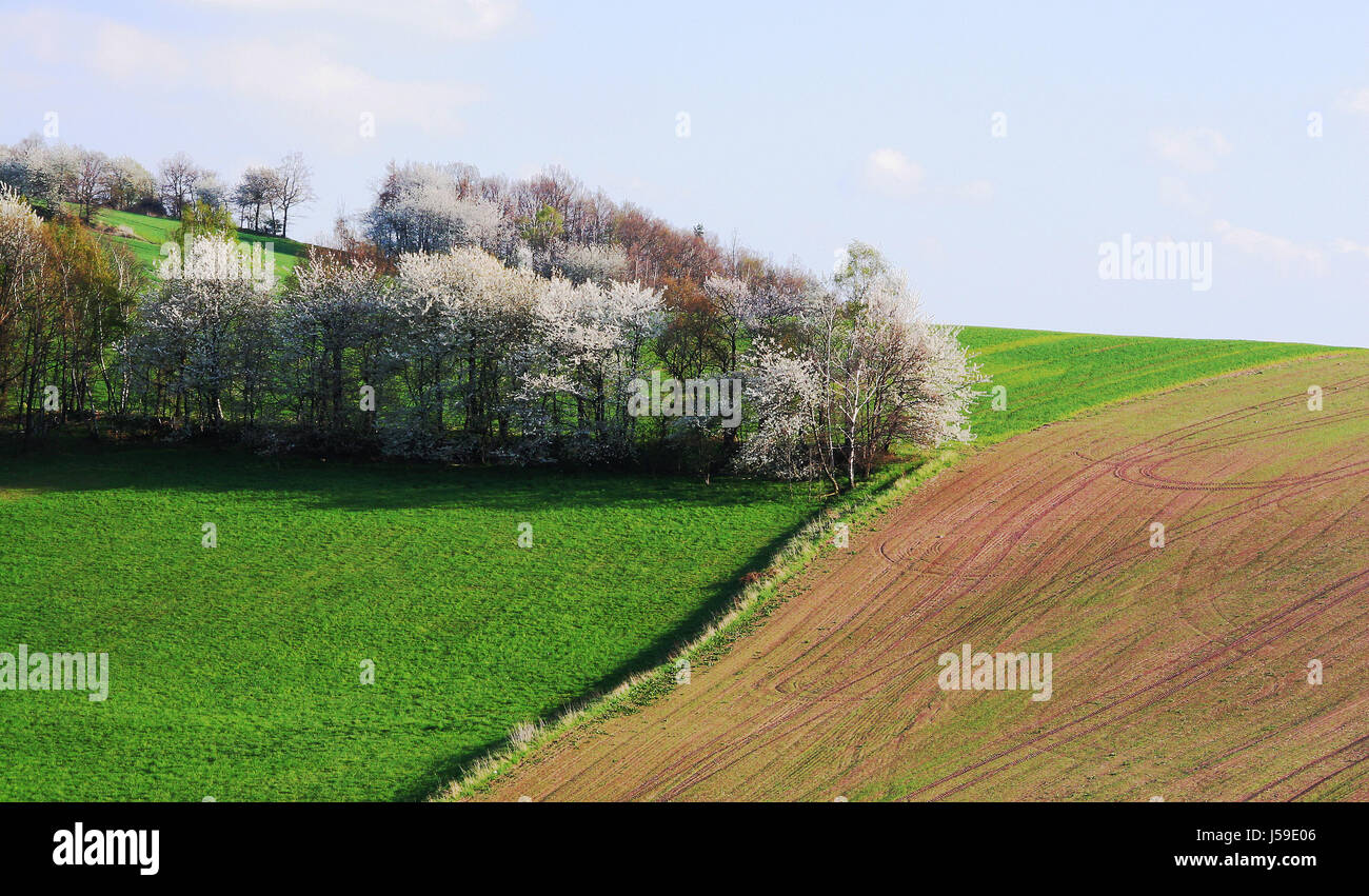 tree trees agriculture farming spring fields meadows agrarian economy blhende Stock Photo