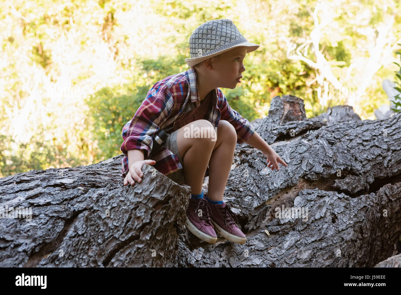 Boy sitting on the fallen tree trunk in the forest Stock Photo - Alamy