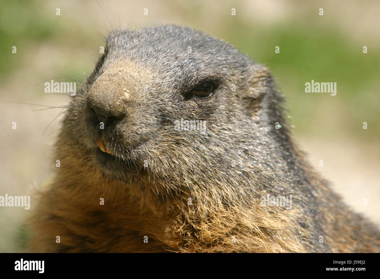 animals austrians rodent gnawers tyrol fur bearing animal nature marmot Stock Photo