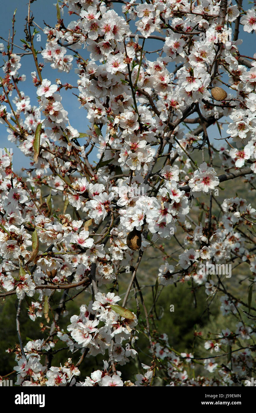 almond blossom Stock Photo
