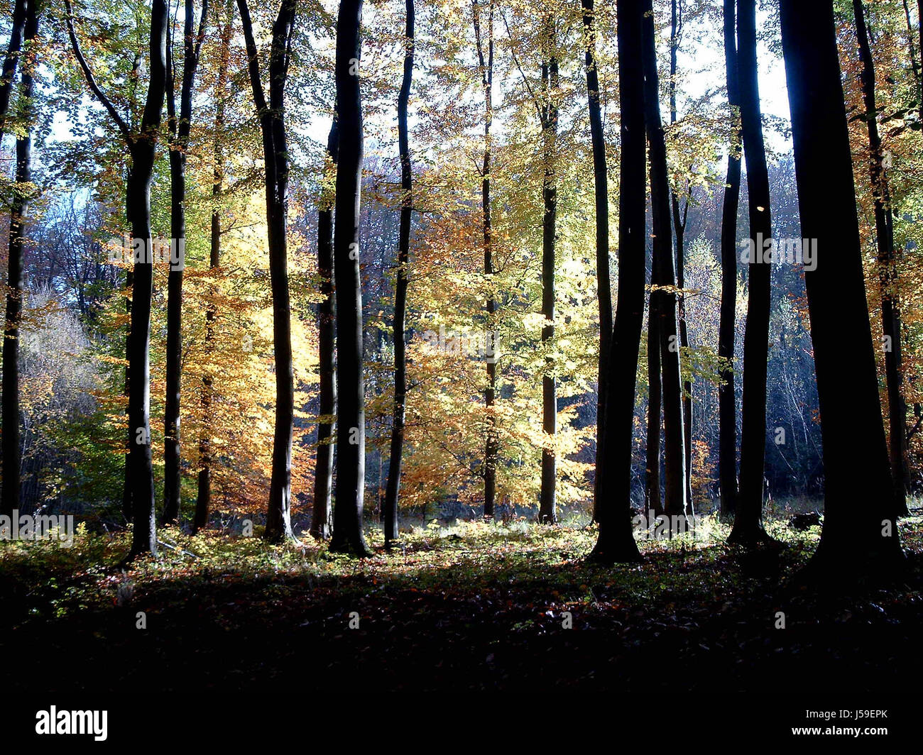 Tree Shine tree trees autumn foliage forest shine shines bright lucent light ...