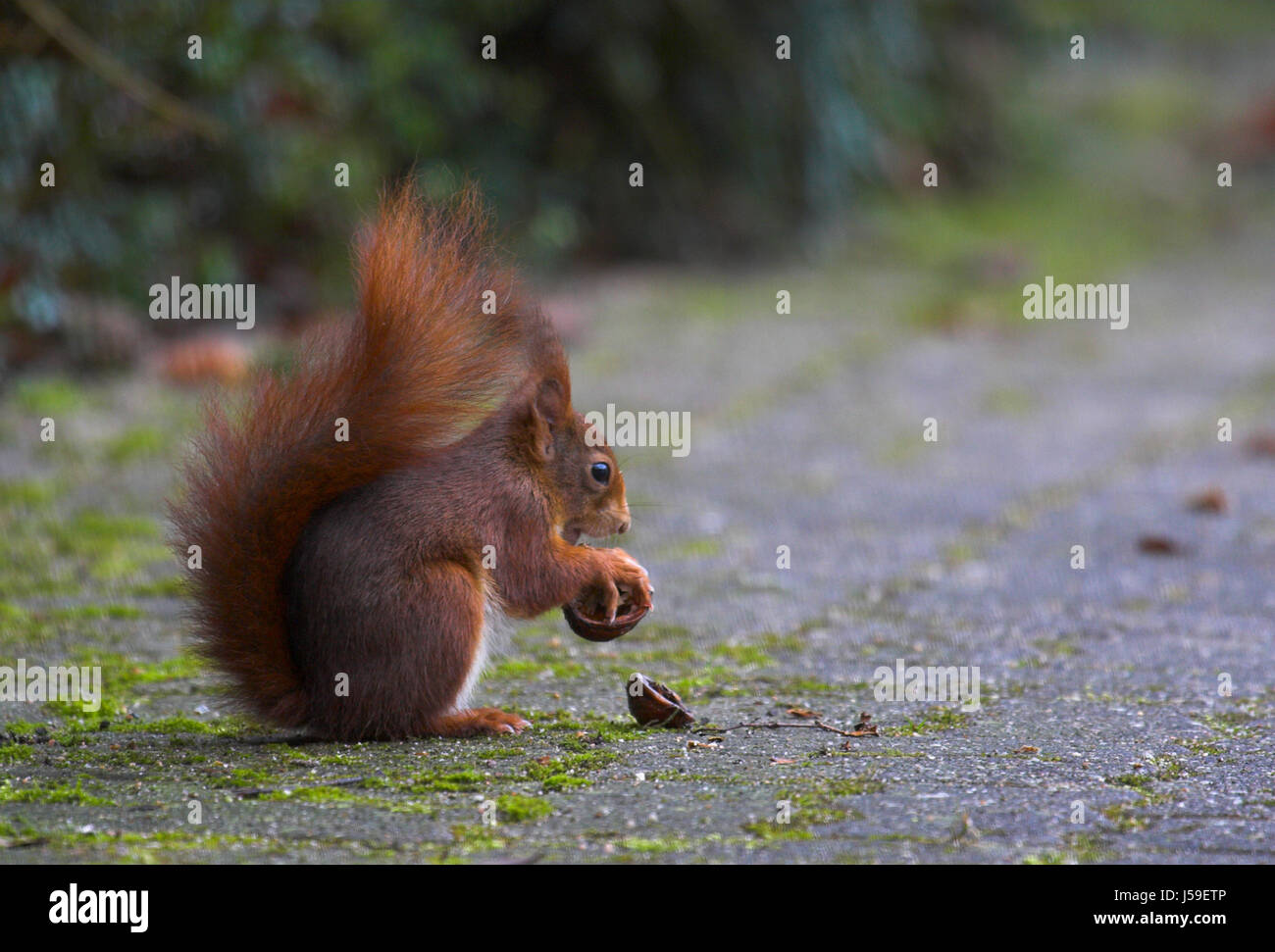 park rodent to engulf devour squirrel crack walnut eichktzchen nu
