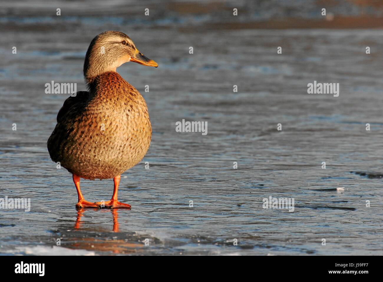 bird,birds,waterfowls,waterfowl,mallard,ente auf eis,eisflche,ente im winter Stock Photo