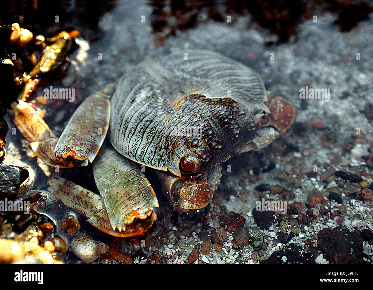 eye organ beach seaside the beach seashore eyes crab crabs puddle