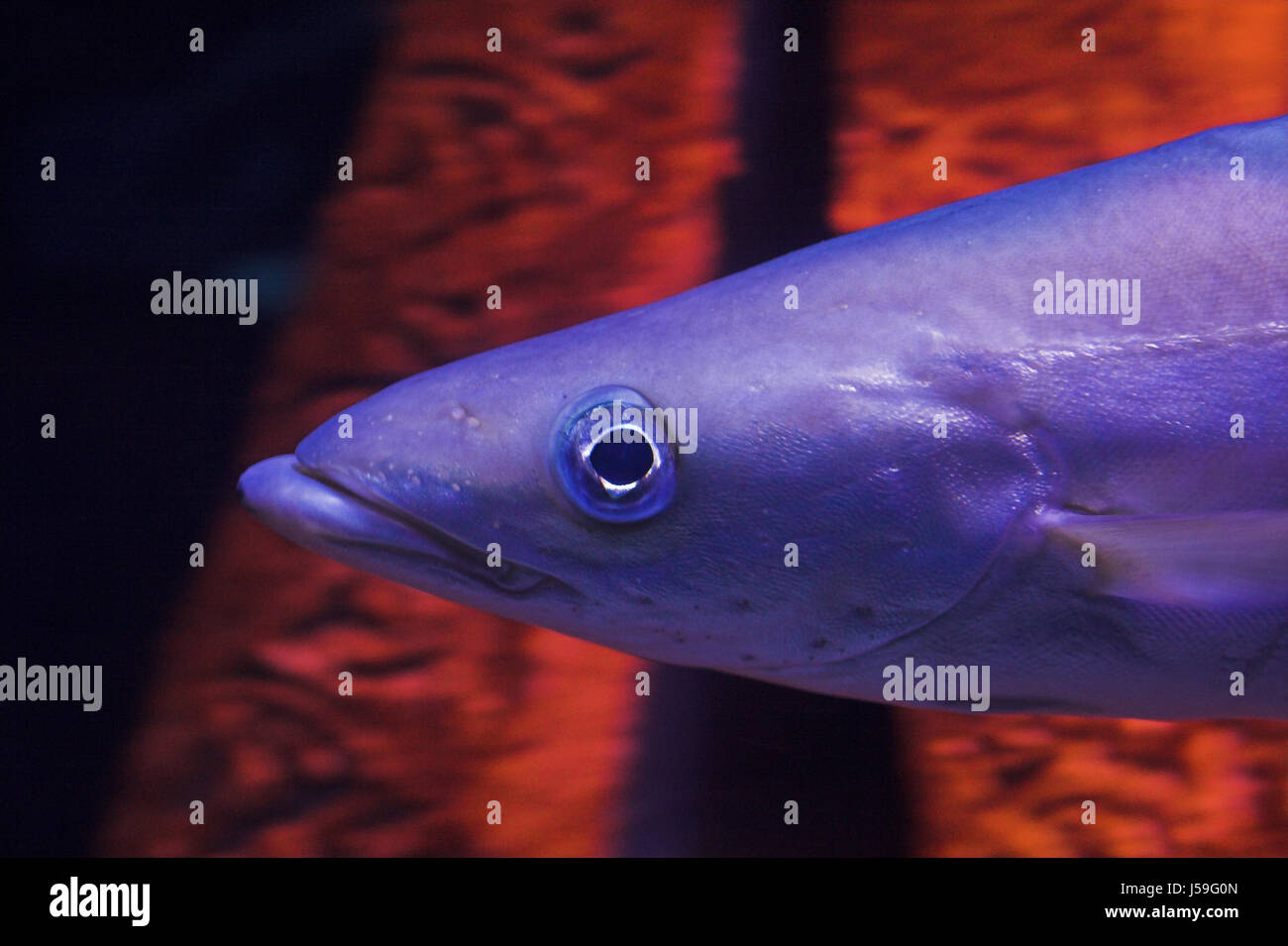 mouth portrait aquarium fish eye organ fins gills fin meerwasserfisch Stock Photo