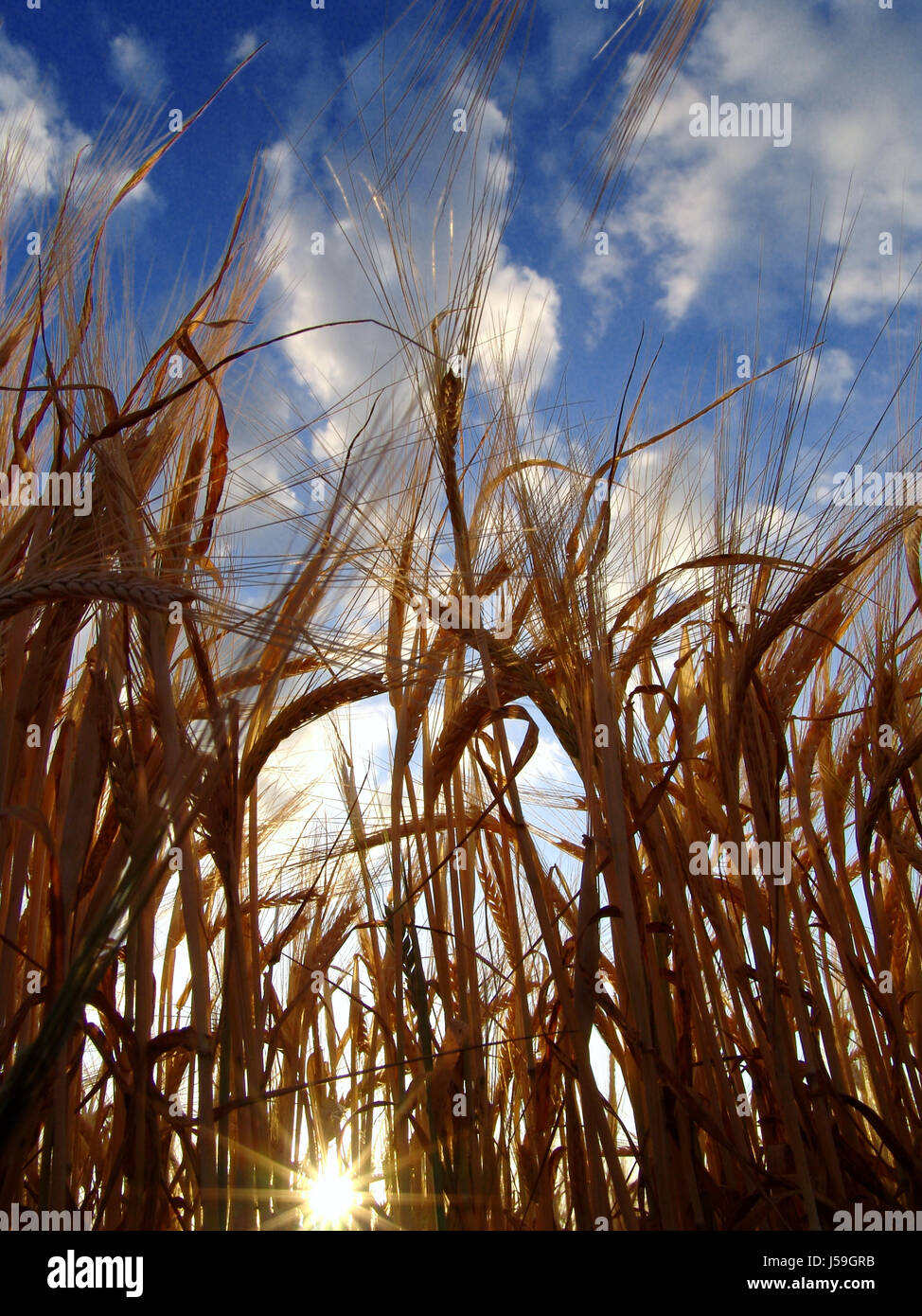 between the rows Stock Photo - Alamy
